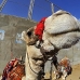 camel_giza_cai_v_0004_egy0072.jpg